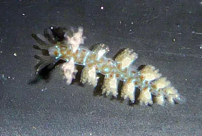 Hancockia californica