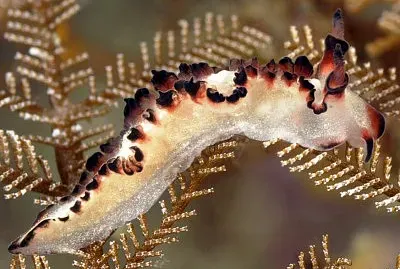 Lomanotus sp.