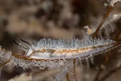 Lomanotus vermiformis
