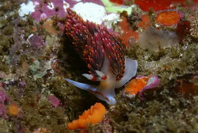 Phidiana pugnax