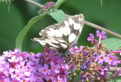 פאזל של sulla buddleya