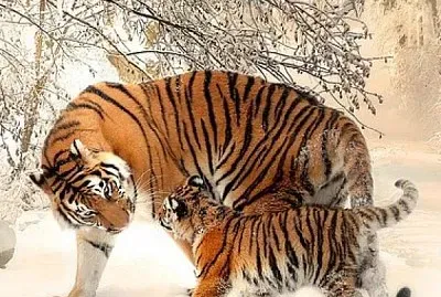 tigres en nieve