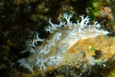 Tritoniopsis elegans