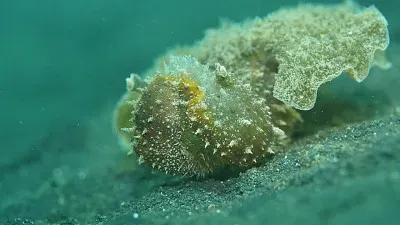 Melibe mirifica