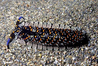 Cerberilla ambonensis jigsaw puzzle