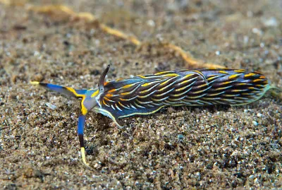 Cerberilla sp.