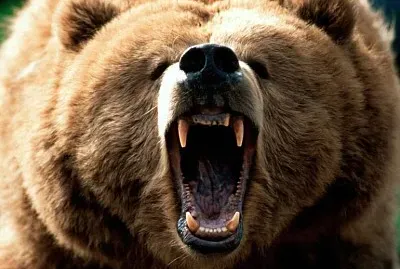 oso pardo