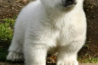 oso blanco jigsaw puzzle