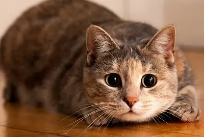 gatito
