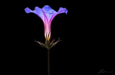 MorninGlory