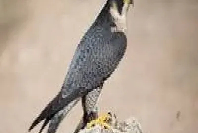 Halcon Peregrino