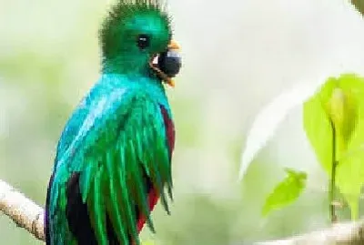 Quetzal 1 jigsaw puzzle