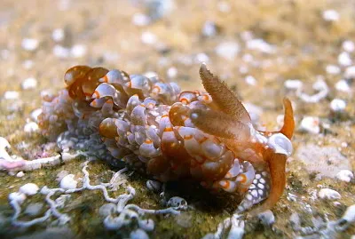 Spurilla australis