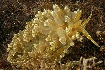 Spurilla major