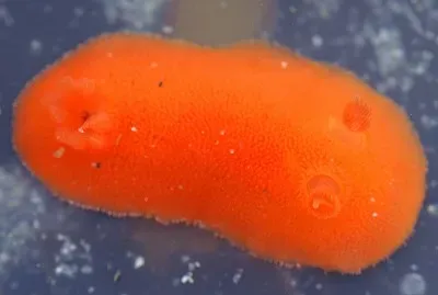 Rostanga pulcra jigsaw puzzle