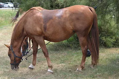 cheval