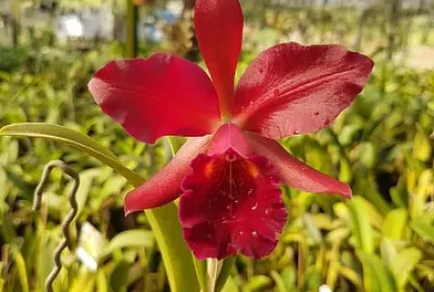 flores