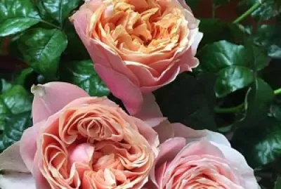 flores