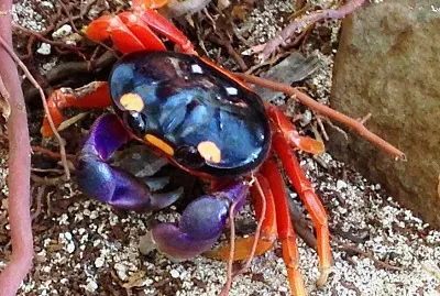MR. CRAB