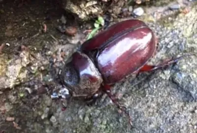 Escarabajo