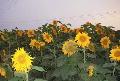 ×©×“×” ×—×ž× ×™×•×ª