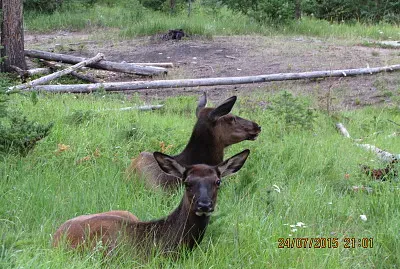 Canada Fauna