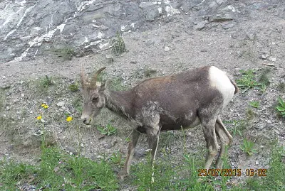 Cabra