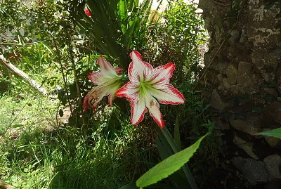 פאזל של la Flor