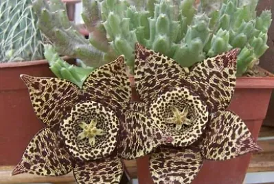 flores jigsaw puzzle