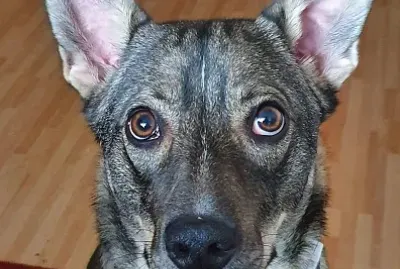 Joke1951 jigsaw puzzle