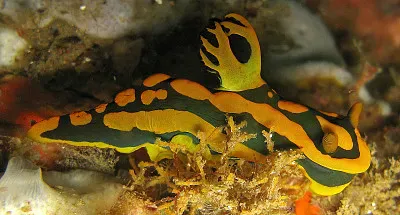 Tambja gabrielea jigsaw puzzle