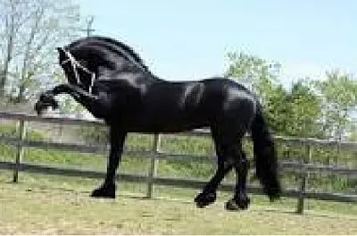 Caballo Andaluz Negro