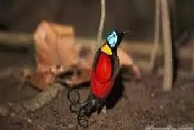 Ave Del ParaÃ­so De Wilson jigsaw puzzle