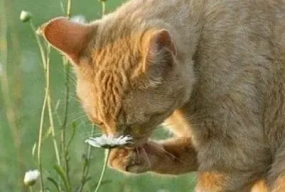 gatito