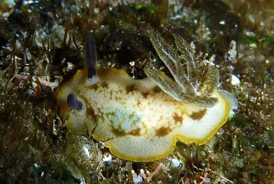 Taringa caudata