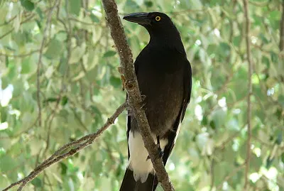Strepera graculina