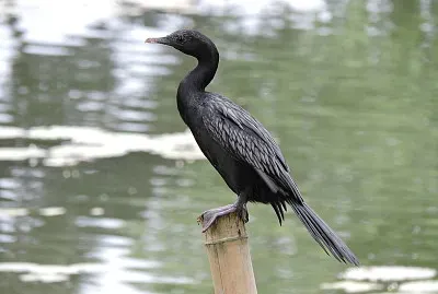 Piccolo cormorano nero