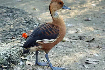 Dendrocigna bicolor