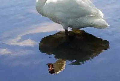 feflejo de ave jigsaw puzzle