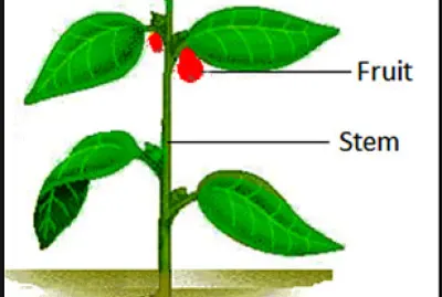 פאזל של parts of plants