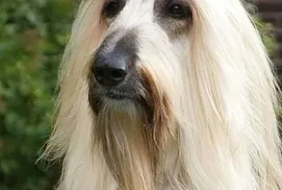 CENÃRIO K77 jigsaw puzzle