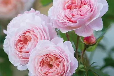 flores