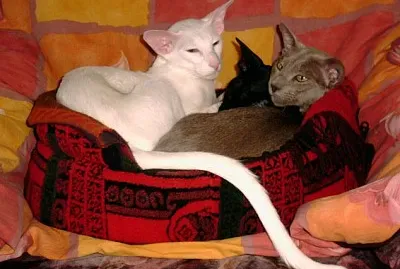 chats3 jigsaw puzzle