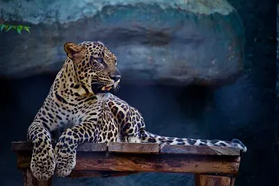 jaguar