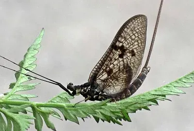 Ephemera vulgata