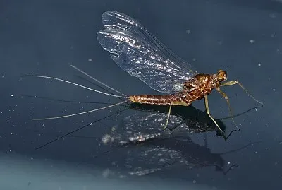 Serratella