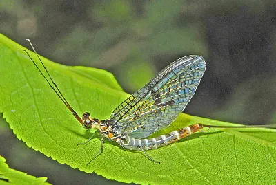 Ephemera danica
