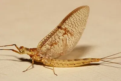 Ephemera glaucops
