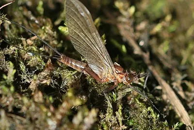 Leptophlebia vespertina jigsaw puzzle