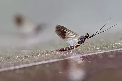 Leptophlebia cupida